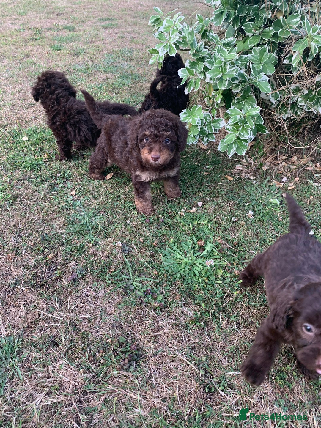 Cockapoo dogs for sale: Stunning F1B Cockapoo puppies  - Image 6