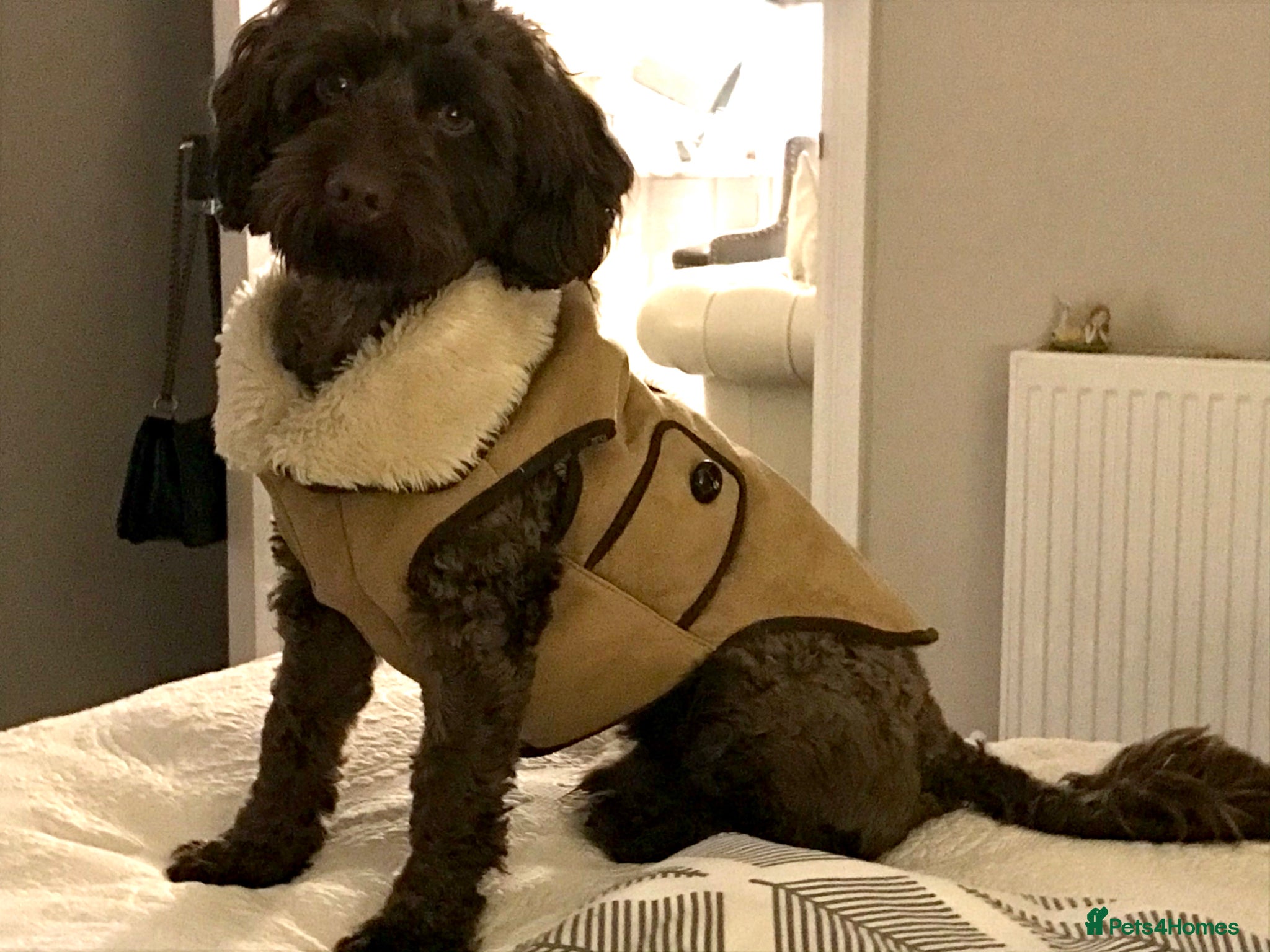 Cockapoo dogs for stud: Proven F1 cockapoo stud  - Advert 1