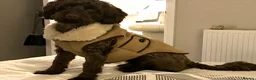 Cockapoo dogs for stud: Proven F1 cockapoo stud  - Advert 1