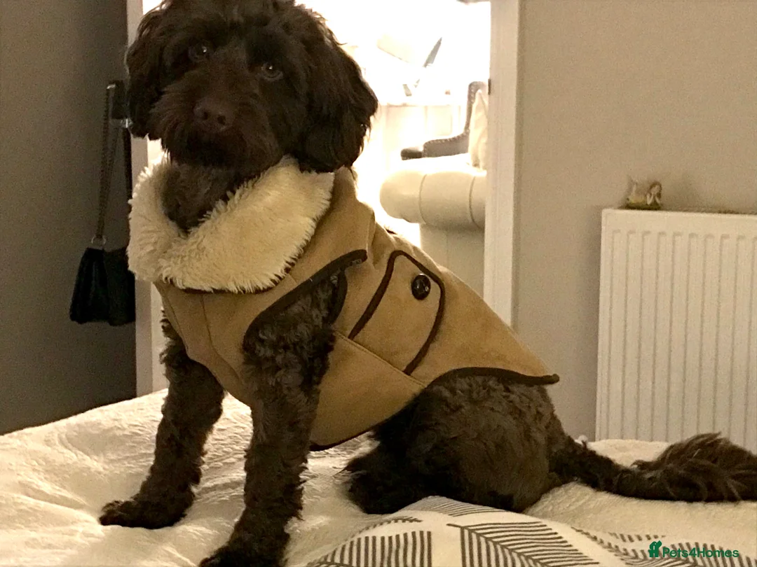 Cockapoo dogs for stud: Proven F1 cockapoo stud  - Advert 1