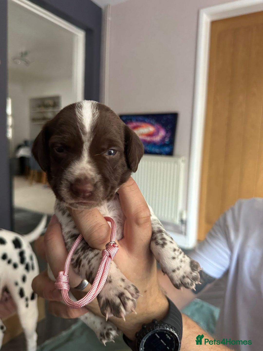 Mixed Breed dogs for sale: Springer Spaniel cross Dalmatian - Image 7