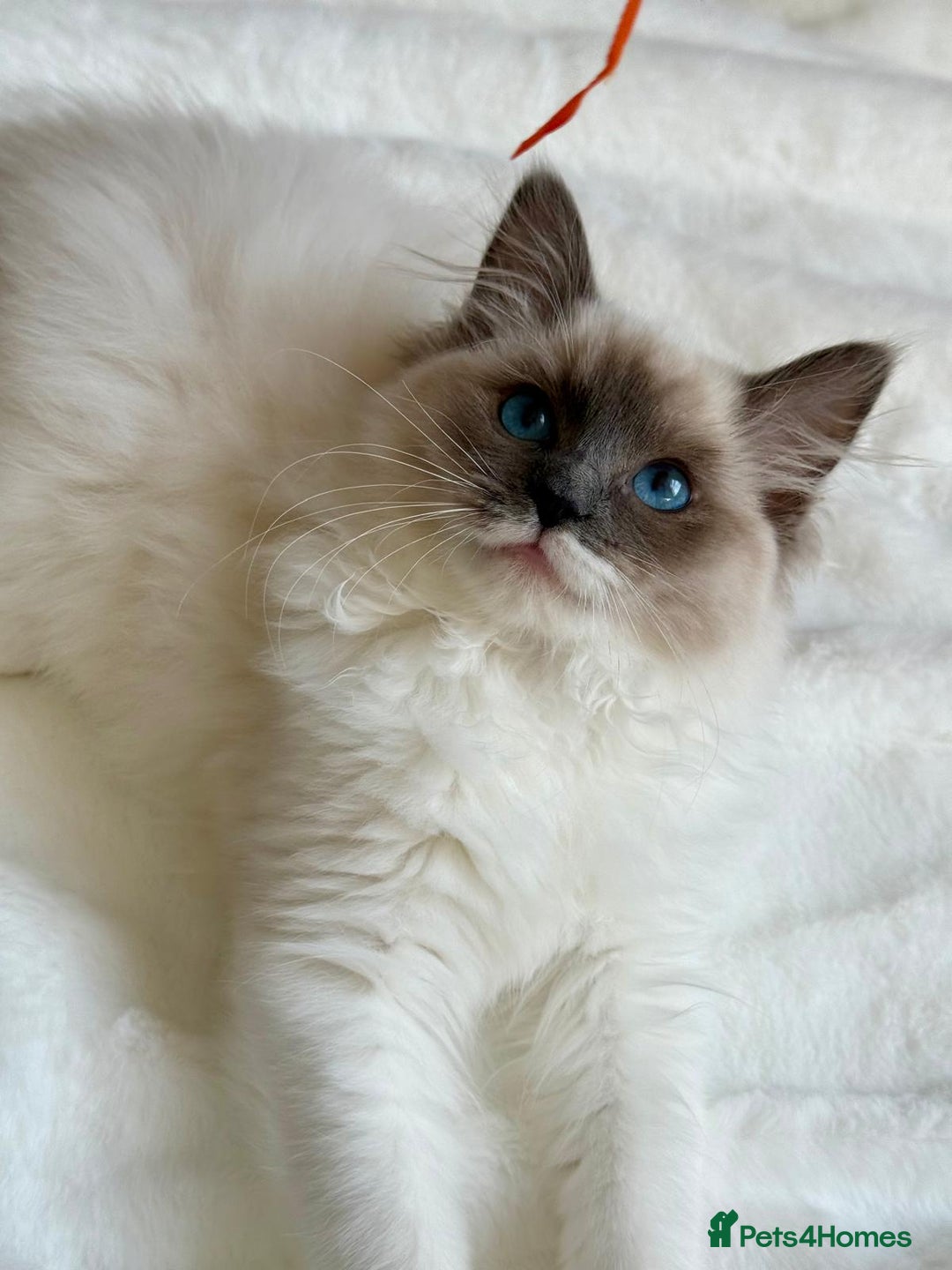 Ragdoll cats for sale: GCCF, They are ready for their new home. - Image 39