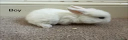 Mini Lop rabbits for sale: Mini Lop Rabbits  in Cottingham - Advert 5