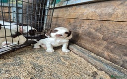Mixed Breed dogs for sale: Springer spaniel puppies  - Image 17