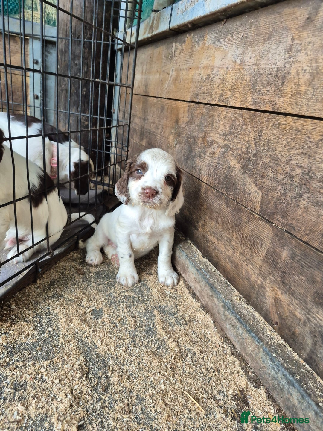 Mixed Breed dogs for sale: Springer spaniel puppies  - Image 17