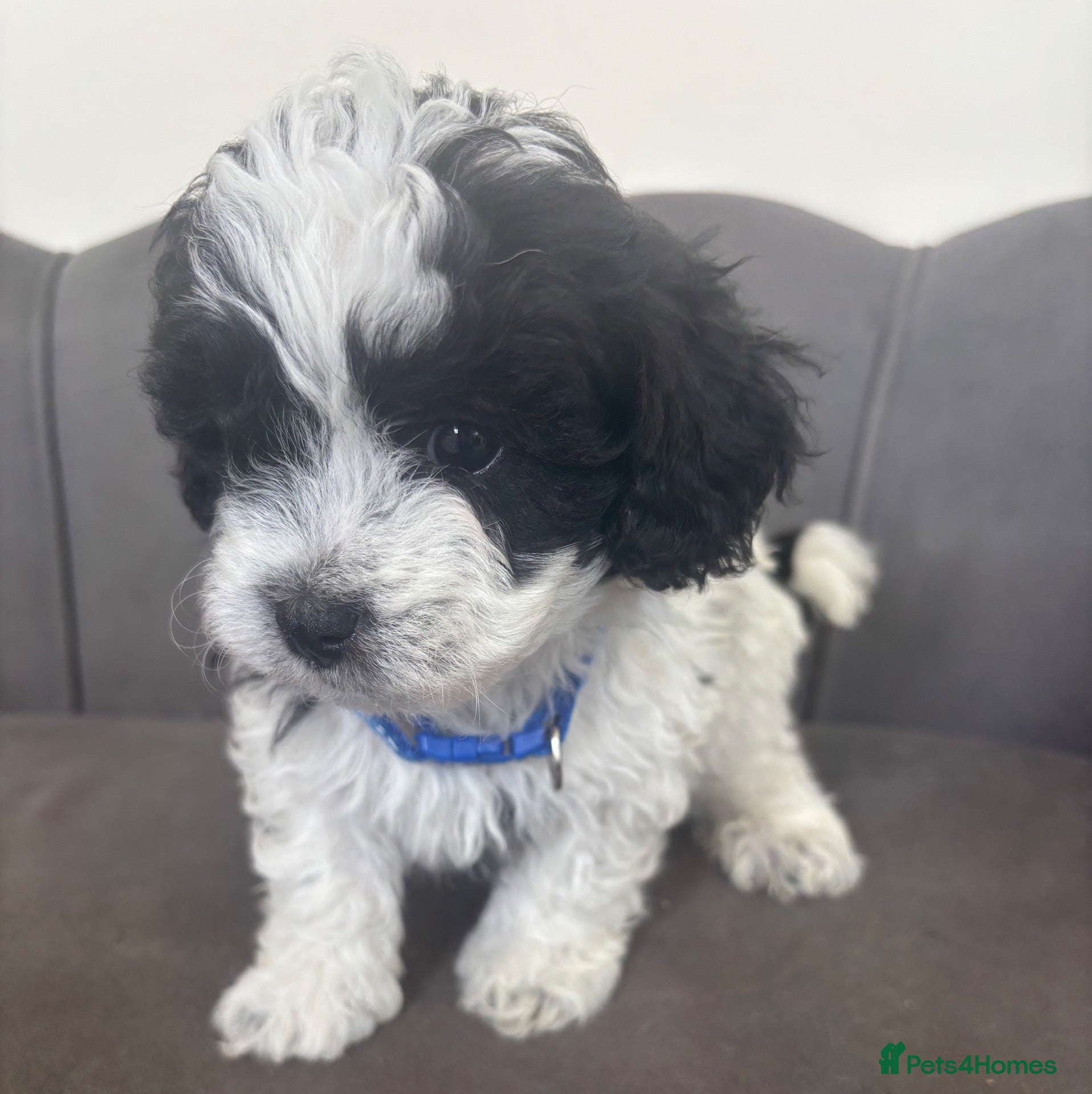 Maltipoo dogs Gorgeous F1 Maltipoo Pups - Advert 1