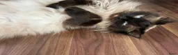 Mixed Breed cats for sale: Stunning Ragdoll / Bengal Mixed Kittens in Shipley - Advert 20