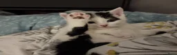 Domestic Shorthair cats for sale: 3 stunning male kittens - Advert 1