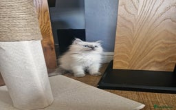 Ragdoll cats for sale: Adorable ragdoll kittens  - Image 1