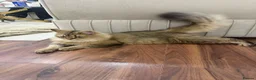 British Longhair cats for sale: British long hair male - Advert 2