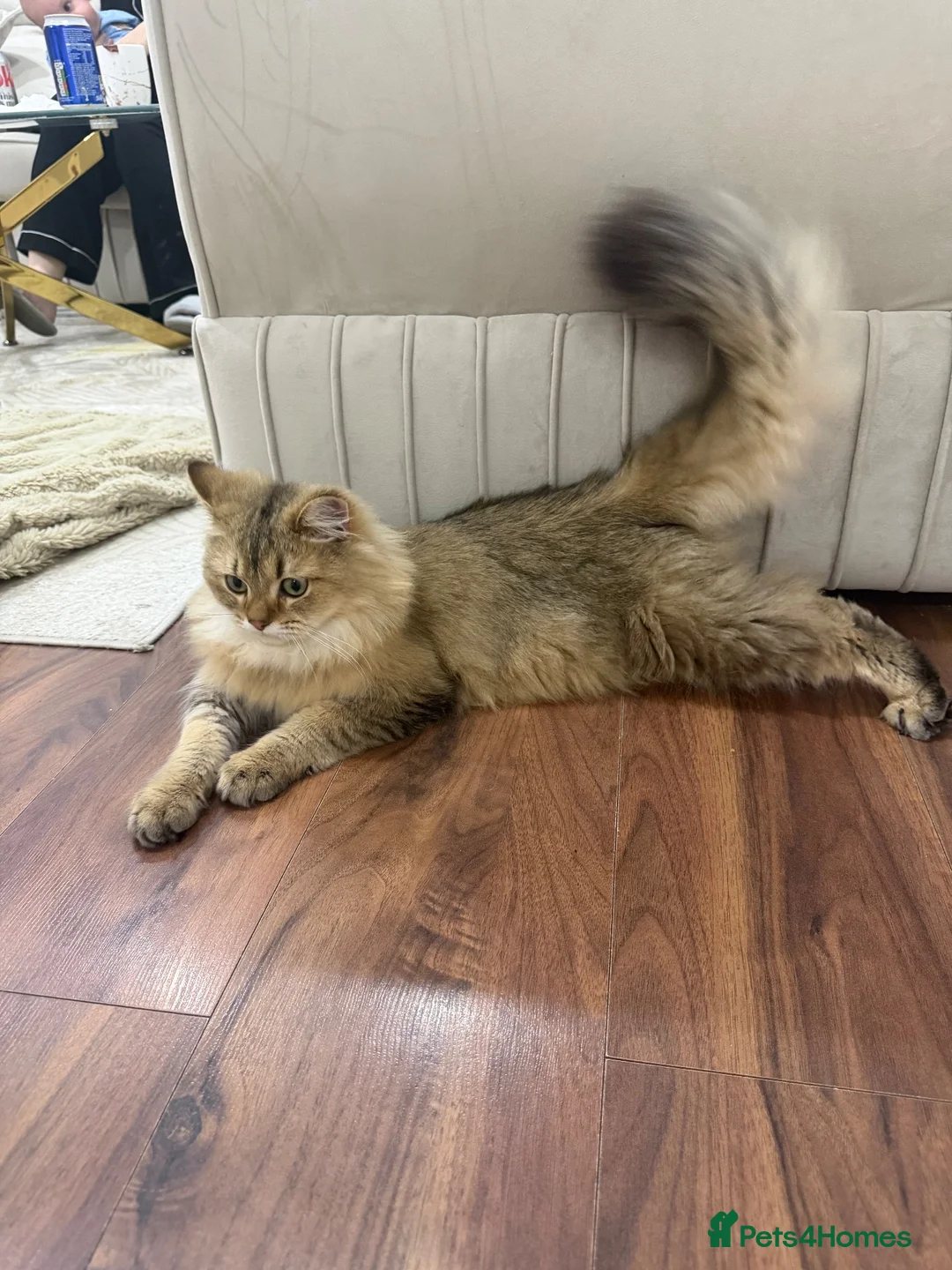 British Longhair cats for sale: British long hair male - Advert 2