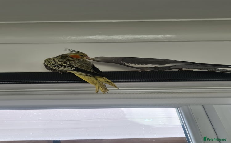 Cockatiels birds - Advert 1