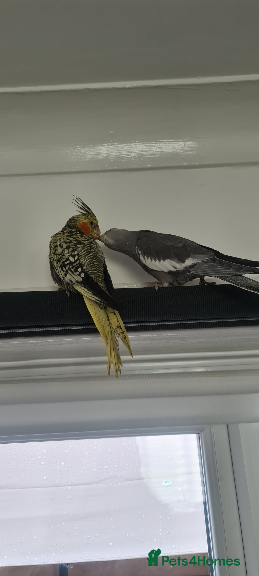 Cockatiels birds for sale: Hand feed couple  - Image 1