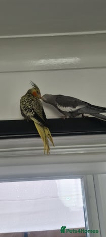 Cockatiels birds - Advert 17