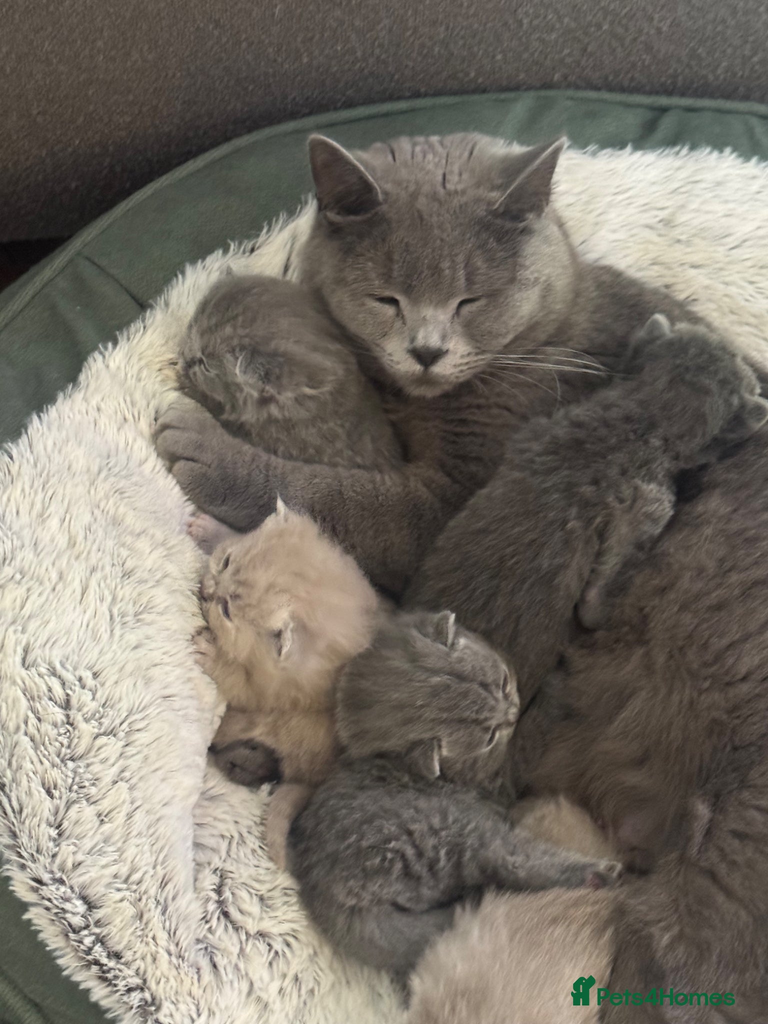 British Shorthair cats Adorable British Shorthair Kittens 🐾 - Advert 1
