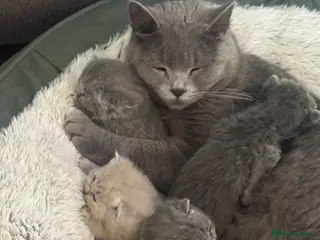 British Shorthair cats Adorable British Shorthair Kittens 🐾 - Advert 3