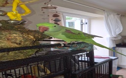 Parrots birds for sale: Amazon Red wing  - Advert 3