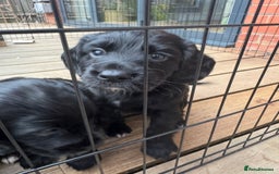Cocker Spaniel dogs for sale: ‼️ONE GIRL LEFT‼️Working cocker spaniel puppies🐾 - Image 1