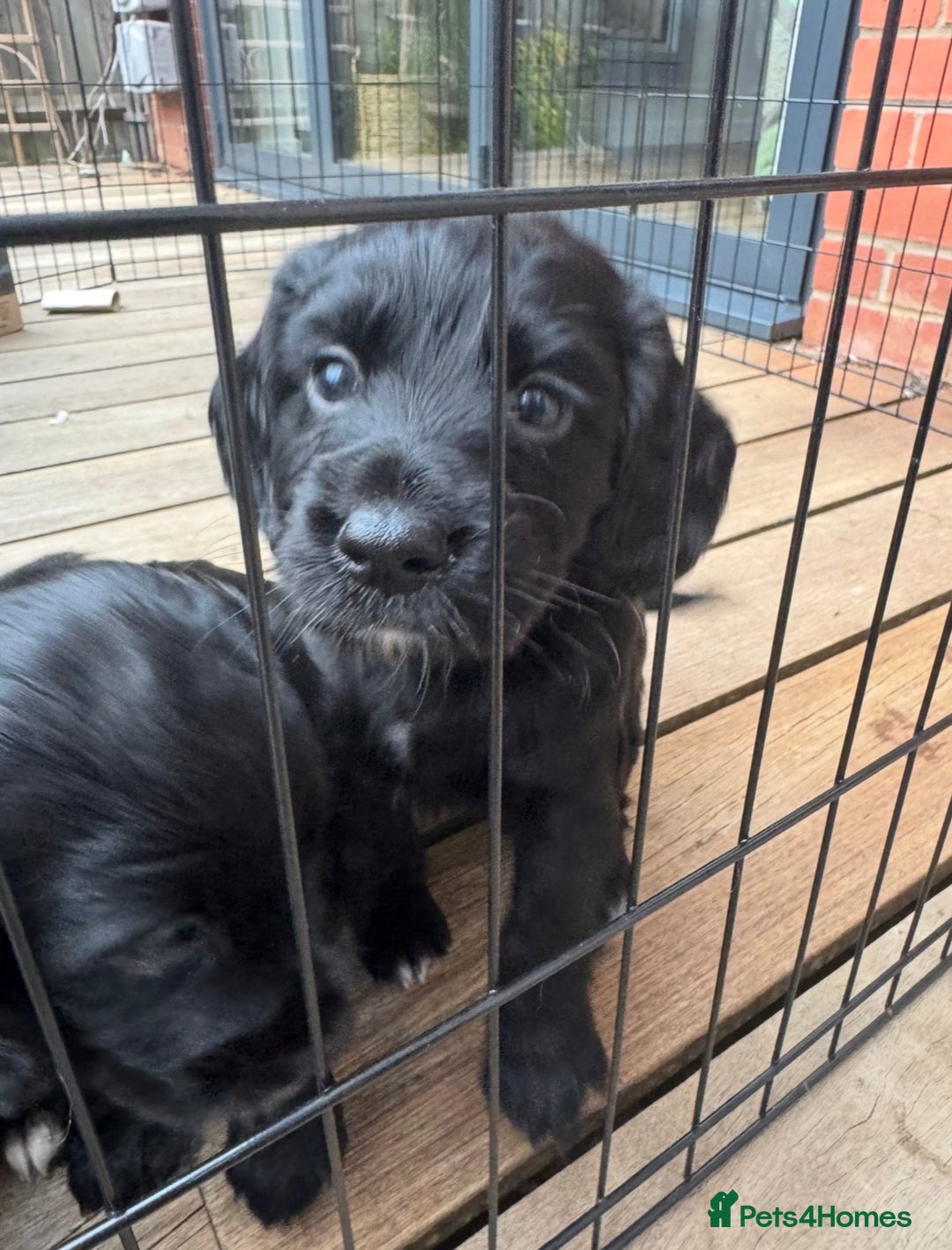 Cocker Spaniel dogs for sale: ‼️ONE GIRL LEFT‼️Working cocker spaniel puppies🐾 - Image 1
