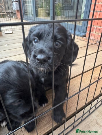 Cocker Spaniel dogs - Advert 16