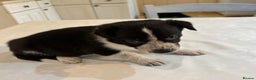 Border Collie dogs for sale: Border Collie pups for sale - Advert 10