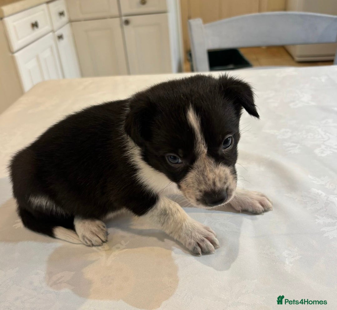 Border Collie dogs for sale: Border Collie pups for sale - Advert 10
