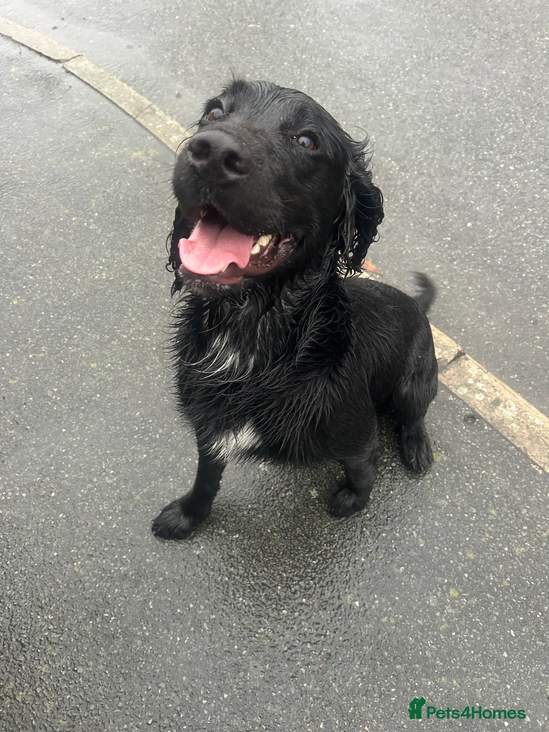 Sprocker dogs for stud: Large sprocker for stud - Advert 8