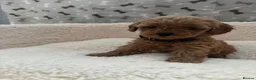 Cavapoo dogs for sale: Stunning F1BB Toy cavapoo - Advert 25