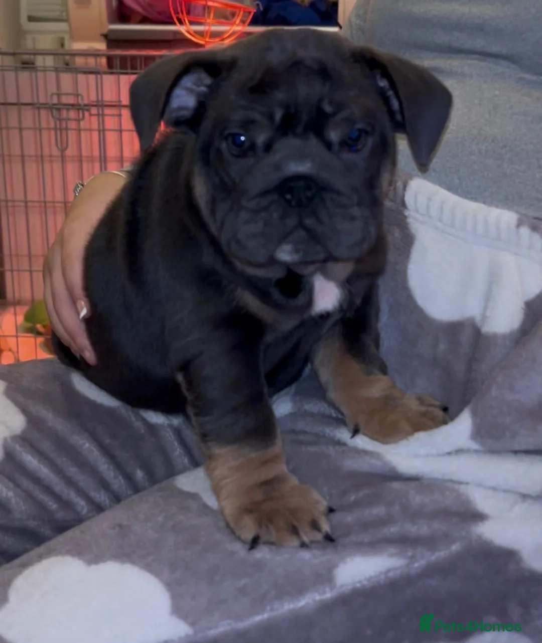 English Bulldog dogs for sale: KOBE X DARLA 5x SMALL COMPACT UNREAL🔥 - Advert 24