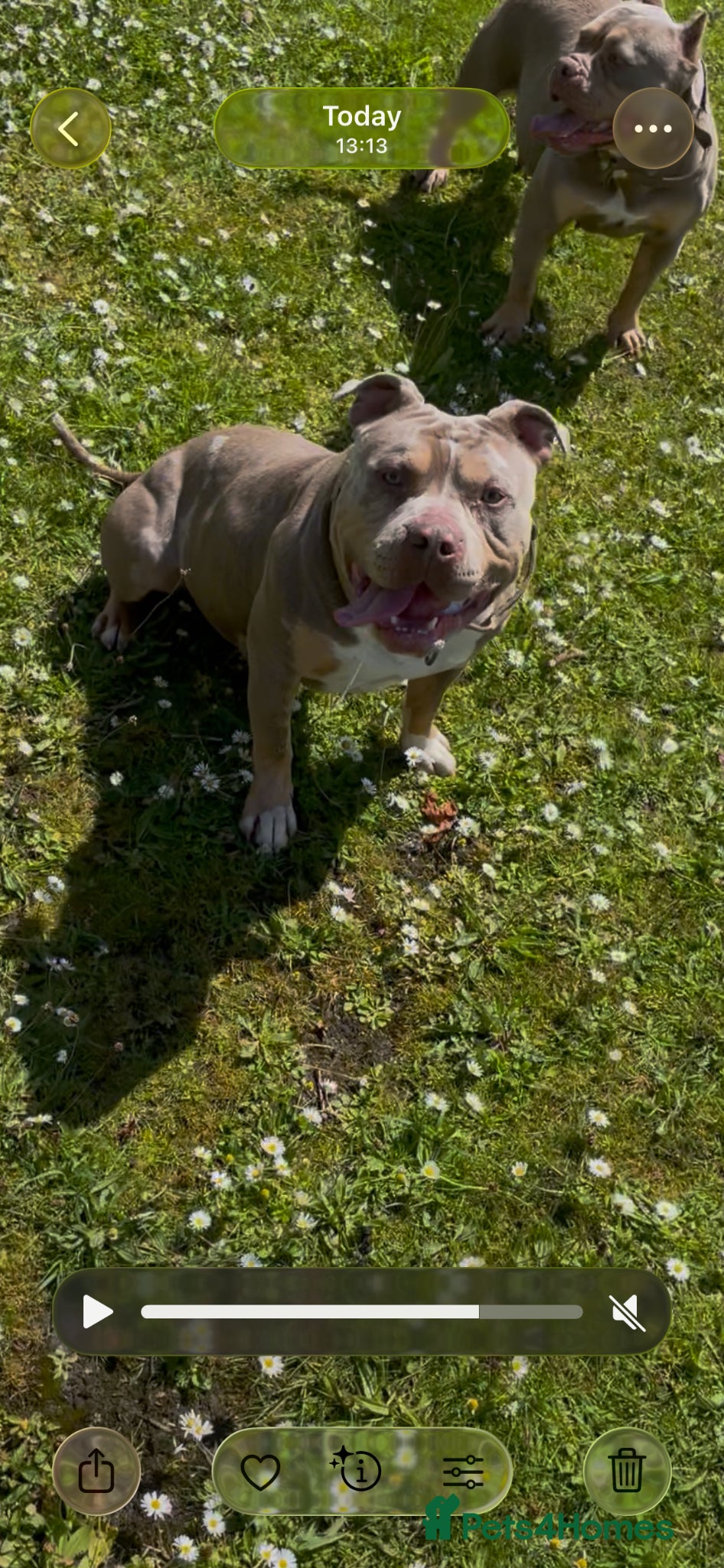 American Bully dogs Pocket bully liac chocolate merle stud!!! - Advert 4