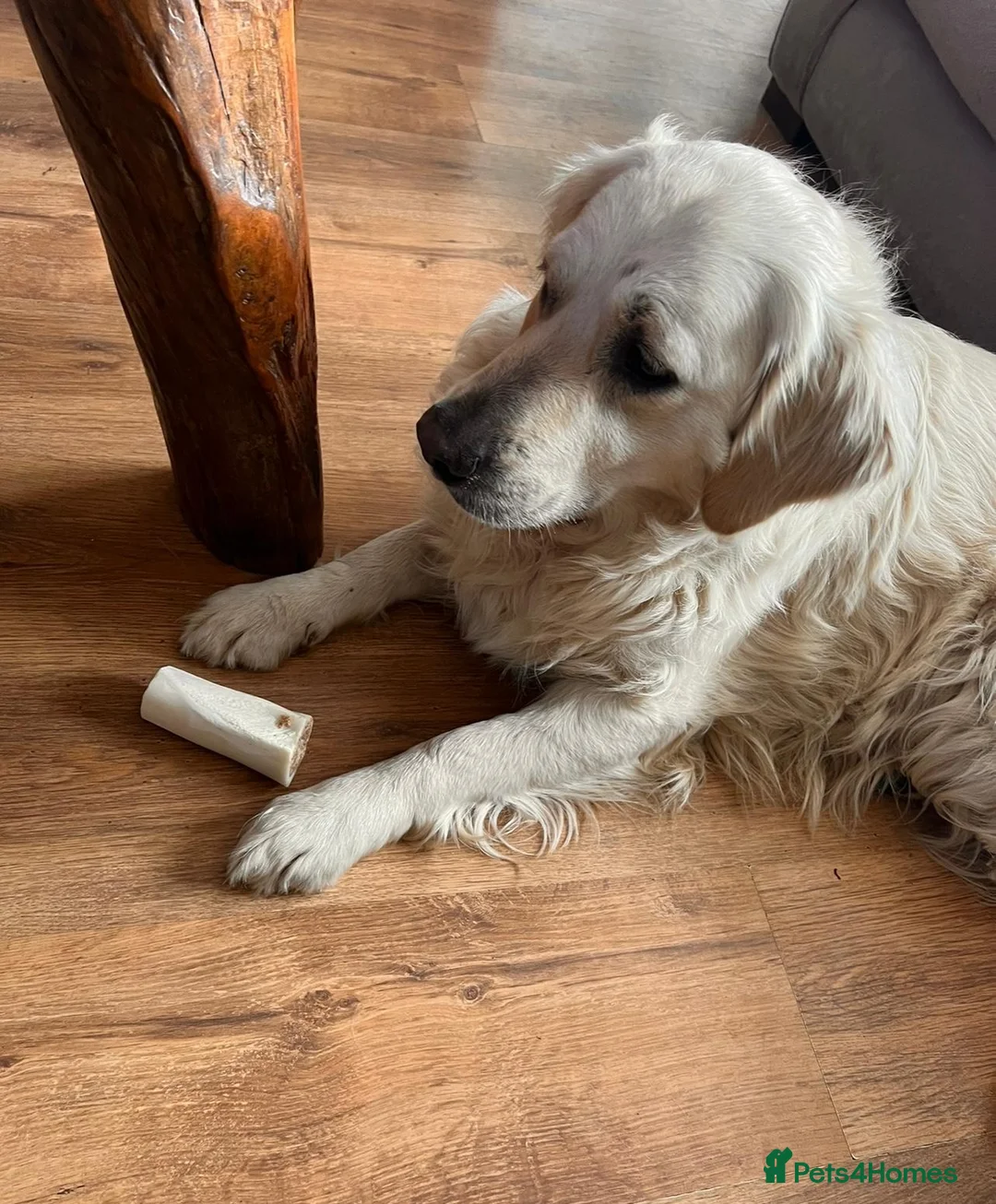 Golden Retriever dogs for sale: Our Beautiful Golden Retriever Lilly in Swadlincote - Advert 9