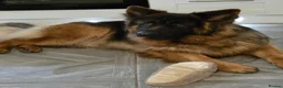German Longhaired Pointer dogs for stud: 2 years old German Shepherd  - Advert 14