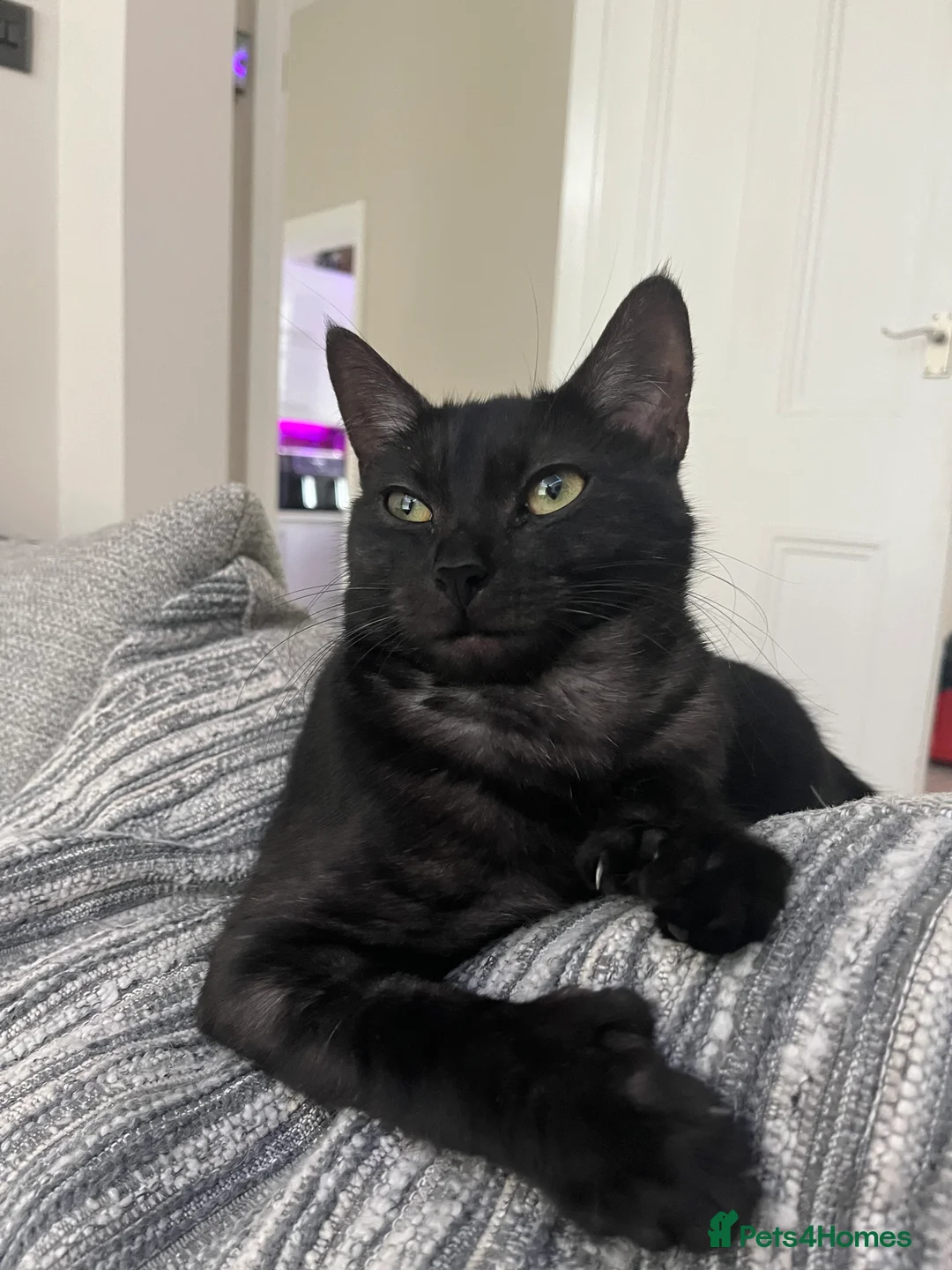 Mixed Breed cats for sale: Gorgeous playful fluffy kittens - Advert 1