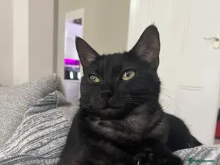 Mixed Breed cats Gorgeous playful fluffy kittens - Advert 1