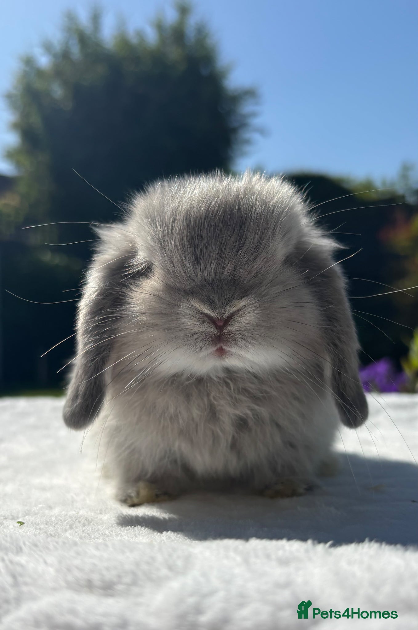Mini Lop rabbits Gorgeous Pure Bred Mini Lop Baby Rabbits - Advert 2