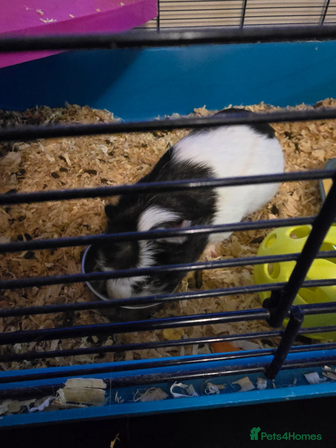 Guinea Pig rodents for sale: BOTH MALES DWARF RABBIT & TOO PIGS - Advert 3