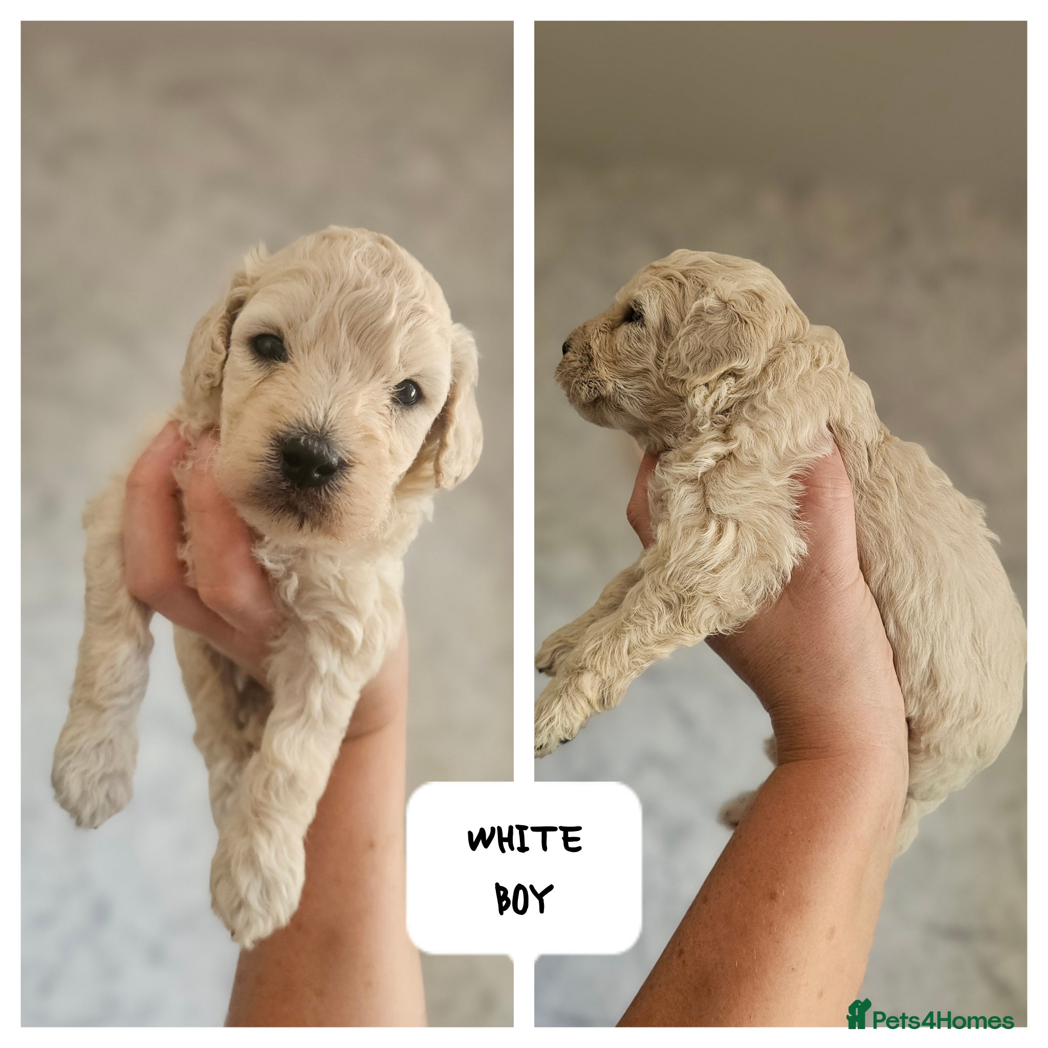 Mini Goldendoodle dogs for sale: 🐾✨ Beautiful Toy Goldendoodle Puppies  ✨🐾 - Advert 8