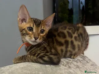 Bengal cats Ready Now Bengal kittens for loving homes. - Advert 13