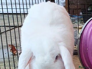 Mini Lop rabbits Spayed and neutered rabbits for adoption Vac rhd2 - Advert 12