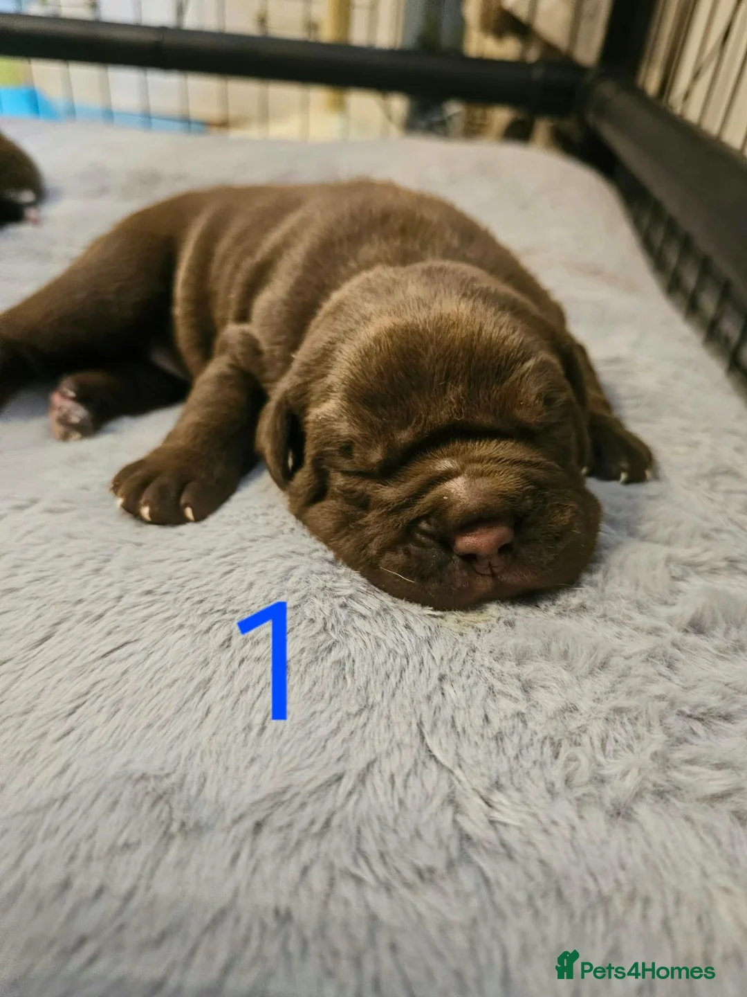 Mixed Breed dogs for sale: F1 BULLADOR PUPPIES - Advert 2