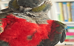 Conures birds for sale: Crimson-Bellied Green Cheek Conure - Image 2
