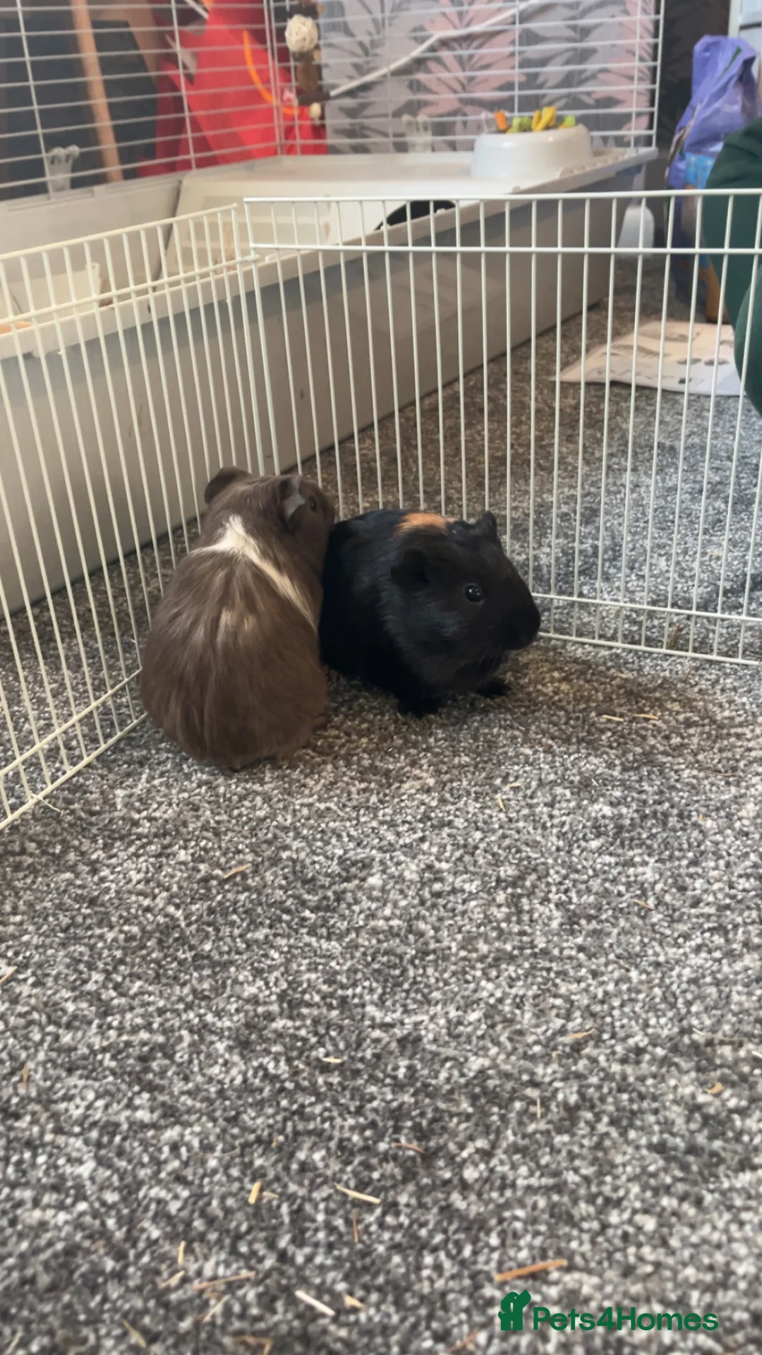 Guinea Pig rodents for sale: Male guinepigs  in Barnsley - Advert 2