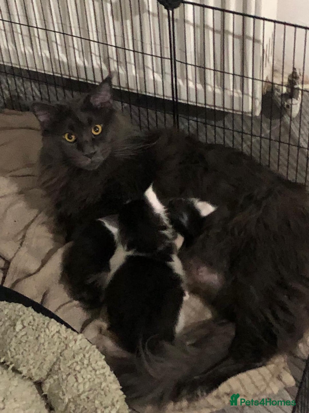 Maine Coon cats for sale: GCCF 2x Male Tuxedo Maine Coons Ready to Reseverve - Advert 9