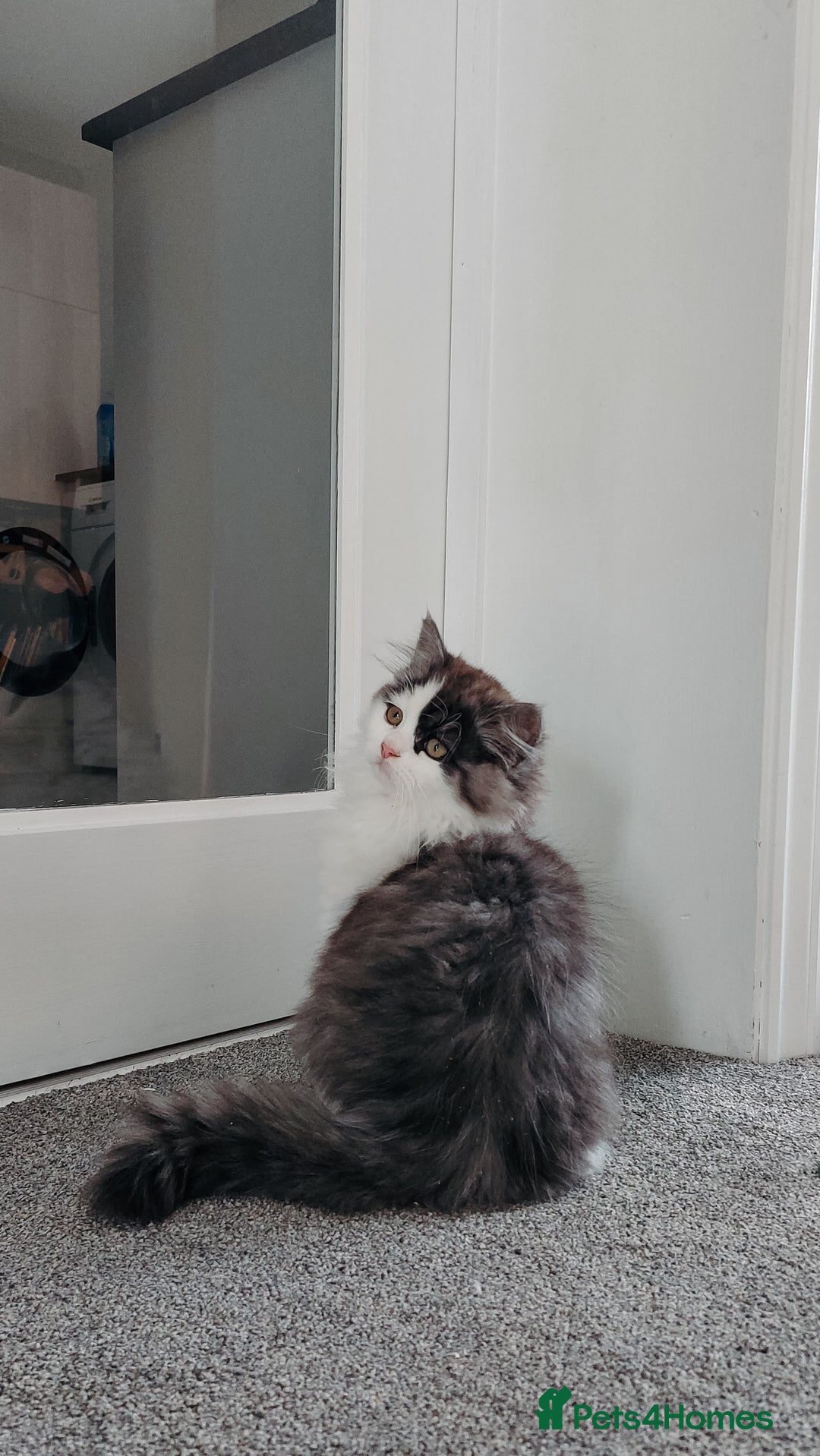 Mixed Breed cats for sale: Your best friend to be READY TO GO - Image 8