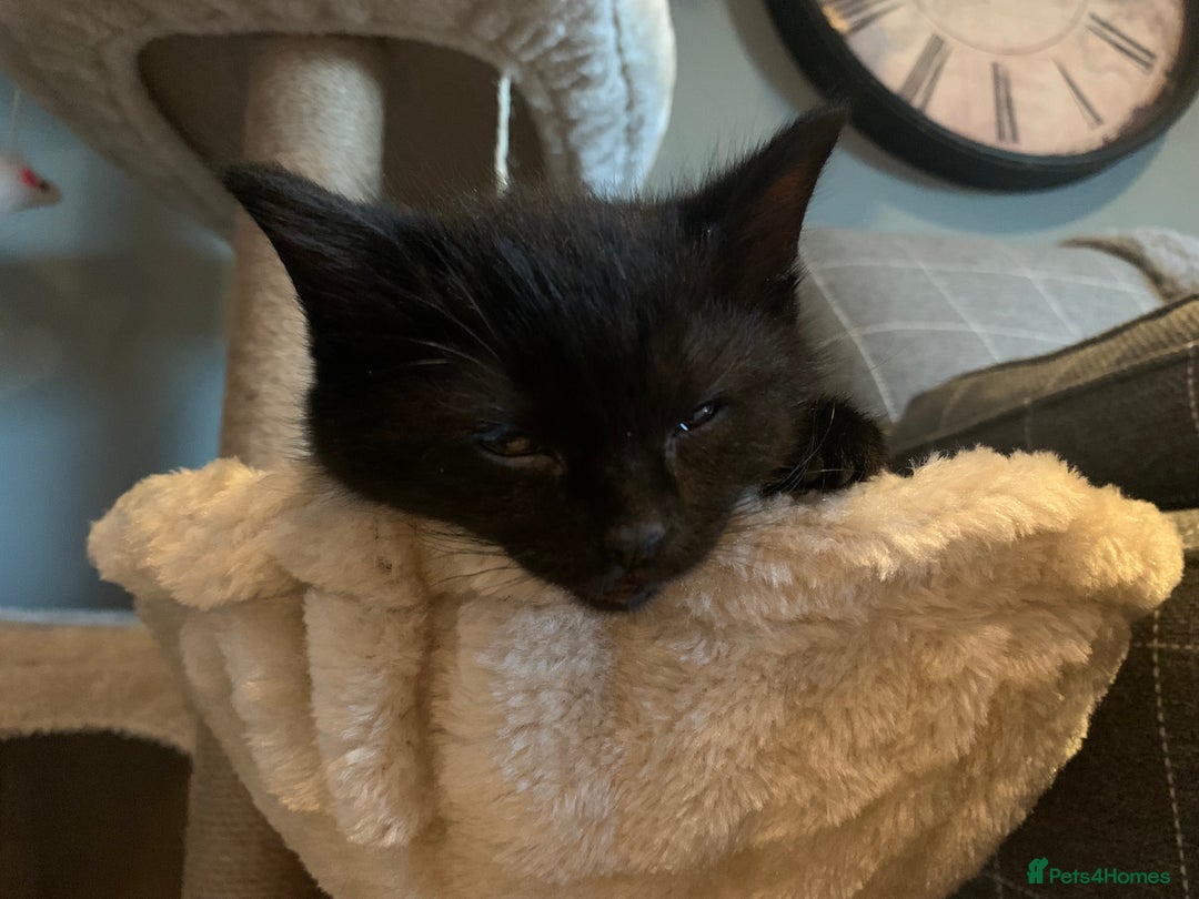 Mixed Breed cats for sale: Black Mixed Breed Kittens - Image 7