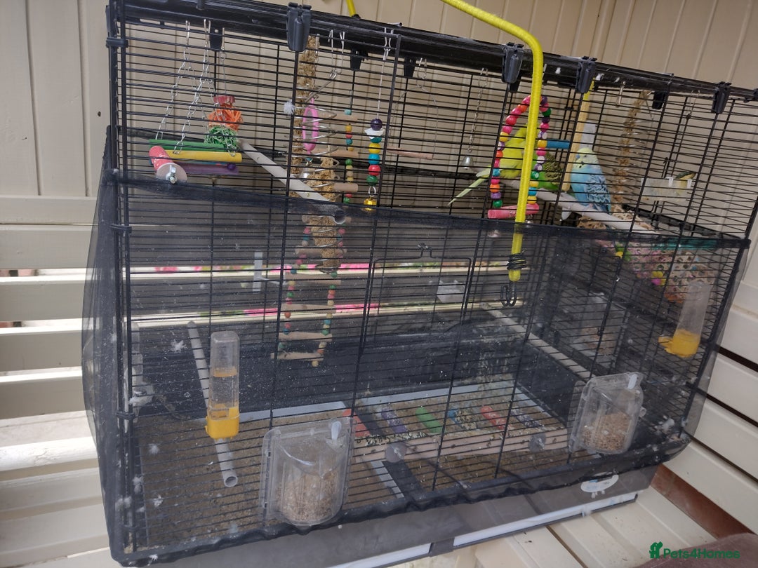 Budgerigars birds for sale: 3 indoor budgies with cage and accessories. - Image 2