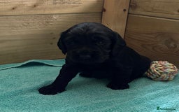 Cocker Spaniel dogs for sale: 5 Adorable working cocker spaniel pups 🐶  - Image 12