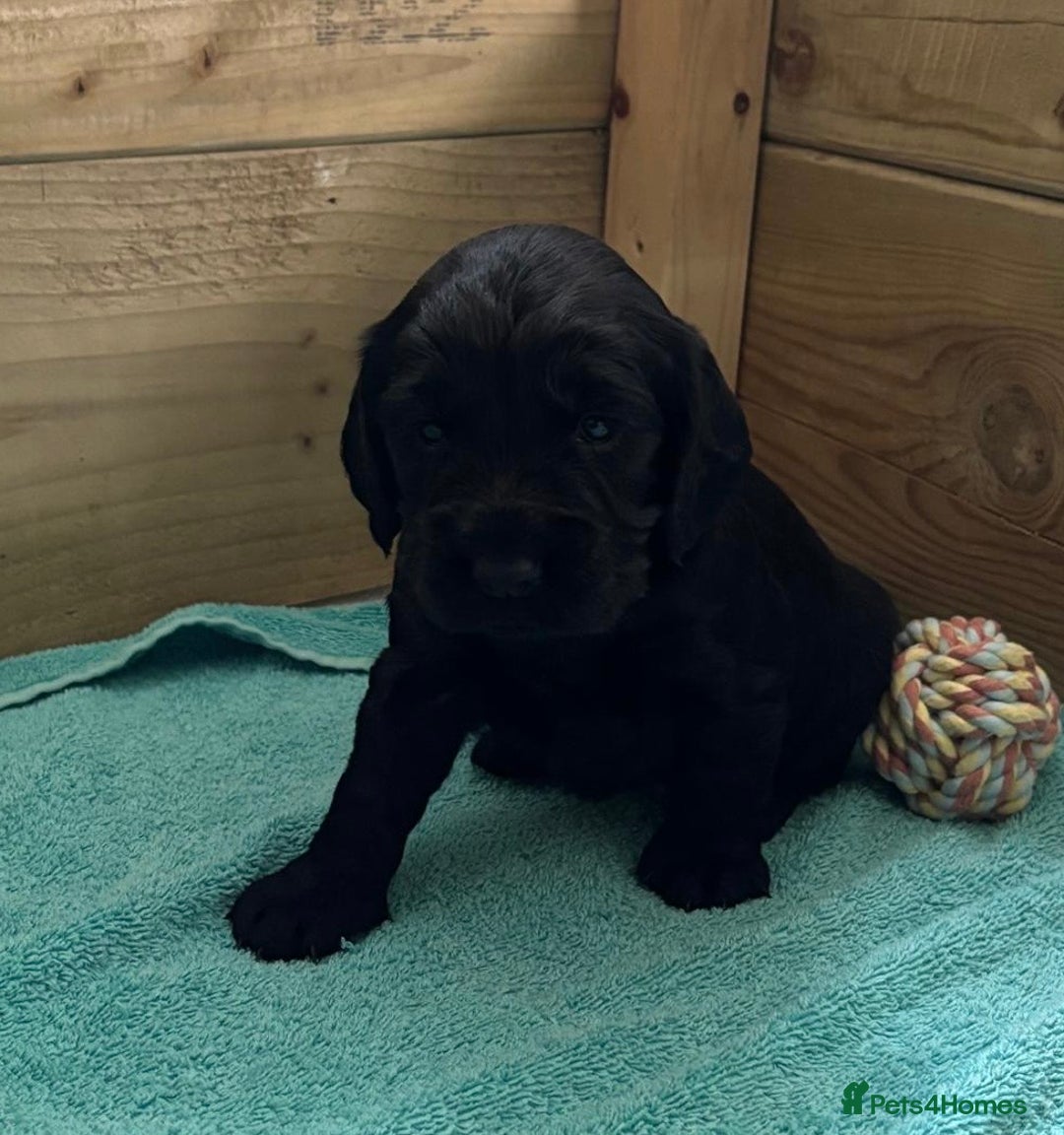 Cocker Spaniel dogs for sale: 5 Adorable working cocker spaniel pups 🐶  - Image 12