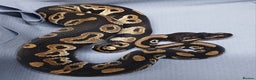 Python Snake reptiles for sale: Hatchling Male Royal Python's  - Advert 8