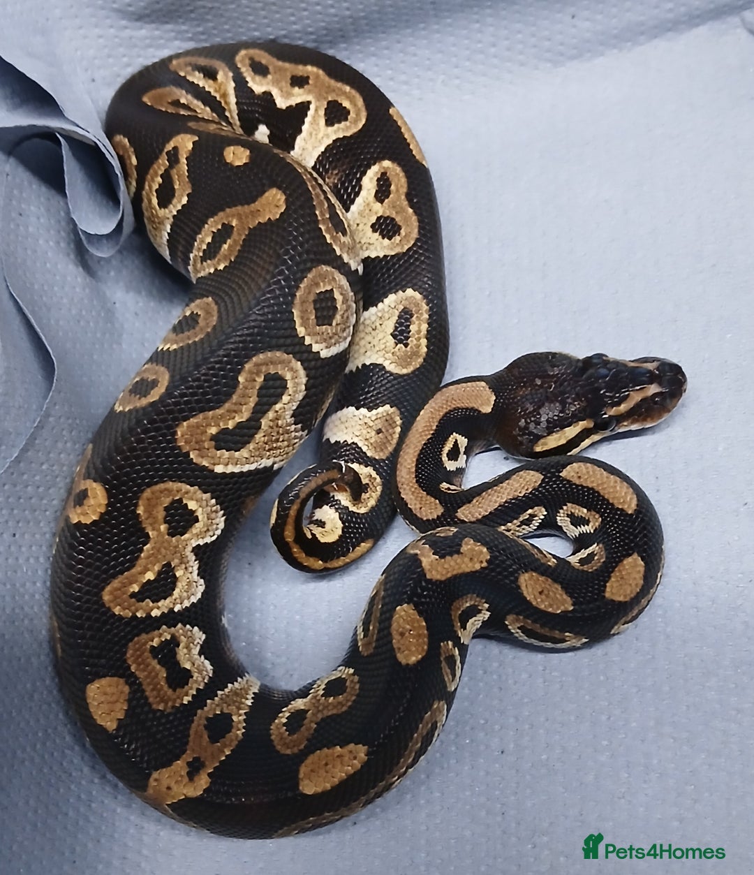 Python Snake reptiles for sale: Hatchling Male Royal Python's  - Advert 8